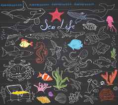 大海生活动物手画草图集涂鸦鱼鲨鱼章鱼海星蟹鲸鱼海乌龟海马贝壳刻字黑板