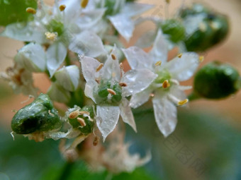 葱属植物tuberosum大蒜细<strong>香葱</strong>东方大蒜亚洲细<strong>香葱</strong>中国人细<strong>香葱</strong>中国人似乎kecaikucai自然背景葱属植物tuberosum地下茎的clump-forming常年植物