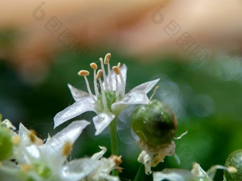 葱属植物tuberosum大蒜细<strong>香葱</strong>东方大蒜亚洲细<strong>香葱</strong>中国人细<strong>香葱</strong>中国人似乎kecaikucai自然背景葱属植物tuberosum地下茎的clump-forming常年植物