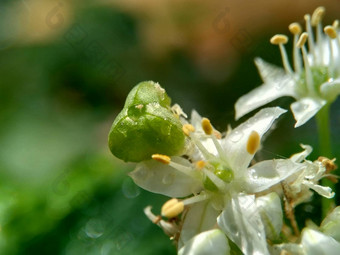 葱属植物tuberosum大蒜细<strong>香葱</strong>东方大蒜亚洲细<strong>香葱</strong>中国人细<strong>香葱</strong>中国人似乎kecaikucai自然背景葱属植物tuberosum地下茎的clump-forming常年植物