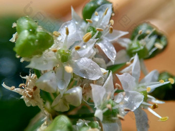 葱属植物tuberosum大蒜细<strong>香葱</strong>东方大蒜亚洲细<strong>香葱</strong>中国人细<strong>香葱</strong>中国人似乎kecaikucai自然背景葱属植物tuberosum地下茎的clump-forming常年植物