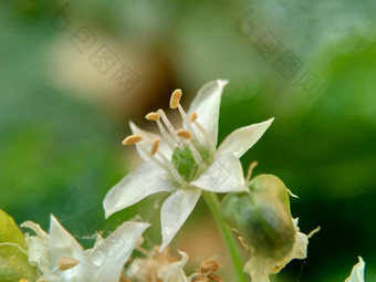 葱属植物tuberosum大蒜细<strong>香葱</strong>东方大蒜亚洲细<strong>香葱</strong>中国人细<strong>香葱</strong>中国人似乎kecaikucai自然背景葱属植物tuberosum地下茎的clump-forming常年植物