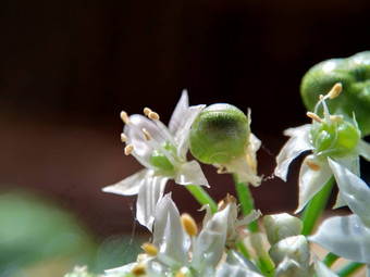 葱属植物tuberosum大蒜细<strong>香葱</strong>东方大蒜亚洲细<strong>香葱</strong>中国人细<strong>香葱</strong>中国人似乎kecaikucai自然背景葱属植物tuberosum地下茎的clump-forming常年植物