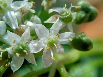 葱属植物tuberosum大蒜细<strong>香葱</strong>东方大蒜亚洲细<strong>香葱</strong>中国人细<strong>香葱</strong>中国人似乎kecaikucai自然背景葱属植物tuberosum地下茎的clump-forming常年植物