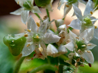 葱属植物tuberosum大蒜细<strong>香葱</strong>东方大蒜亚洲细<strong>香葱</strong>中国人细<strong>香葱</strong>中国人似乎kecaikucai自然背景葱属植物tuberosum地下茎的clump-forming常年植物