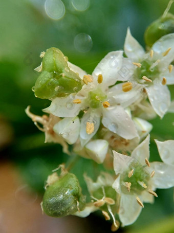 葱属植物tuberosum大蒜细<strong>香葱</strong>东方大蒜亚洲细<strong>香葱</strong>中国人细<strong>香葱</strong>中国人似乎kecaikucai自然背景葱属植物tuberosum地下茎的clump-forming常年植物