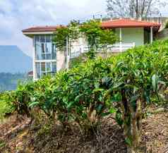 茶灌木茶树特写镜头背景茶种植园