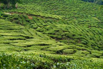 茶种植园卡梅隆谷绿色山高地马来西亚茶生产绿色灌木年轻的茶
