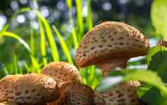 大数量可食用的野生蘑菇草森林自然食物