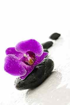 黑色的鹅卵石紫色的兰花代表水疗中心概念
