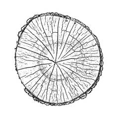 树日志木增长环难看的东西纹理向量插图