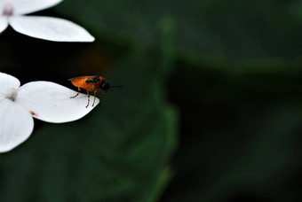 特写镜头橙色昆虫黑色的头条纹腿白色花