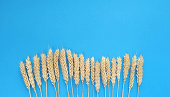 小穗小麦蓝色的背景简单的平躺复制空间股票照片
