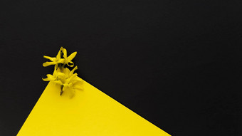 黄色的花连翘maluch黄色的黑色的背景简单的平躺柔和的纹理三角形形状时尚生态概念股票照片