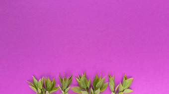 的绿色叶子粉红色的背景简单的平躺柔和的纹理复制痉挛时尚生态概念股票照片