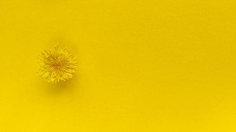 黄色的花黄色的背景单色简单的平躺柔和的纹理时尚生态概念股票照片