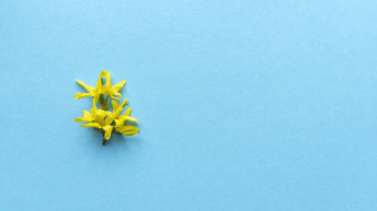 黄色的花蓝色的背景简单的平躺柔和的纹理时尚生态概念股票照片