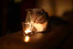 年轻的美丽的灰色的猫燃烧蜡烛黑暗首页舒适的概念