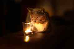 年轻的美丽的灰色的猫燃烧蜡烛黑暗首页舒适的概念