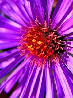 Aster