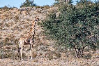 南<strong>非洲</strong>长颈鹿浏览树卡加拉加迪