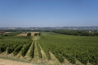 全景视图风景优美的托斯卡纳景观葡萄园红酒地区托斯卡纳意大利