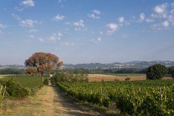 全景视图风景优美的托斯卡纳景观葡萄园<strong>红酒</strong>地区托斯卡纳意大利