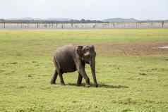 婴儿大象在街上国家公园斯里兰卡斯里兰卡