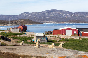 <strong>雪橇狗</strong>罗德贝格陵兰岛