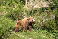 熊公园伯尔尼瑞士