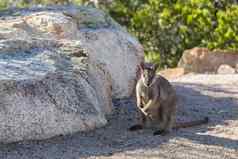 岩石小袋鼠澳大利亚