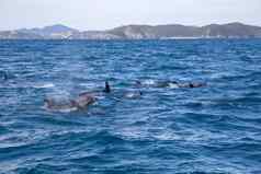 湾岛屿海豚