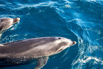 湾岛屿海豚新西兰