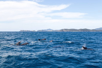 湾岛屿海豚