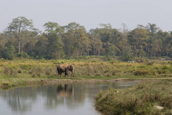 大象奇旺国家公园尼泊尔