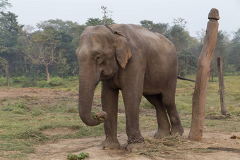 大象奇旺国家公园尼泊尔