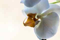 美丽的精致的蝴蝶 兰兰花花细节秘密地