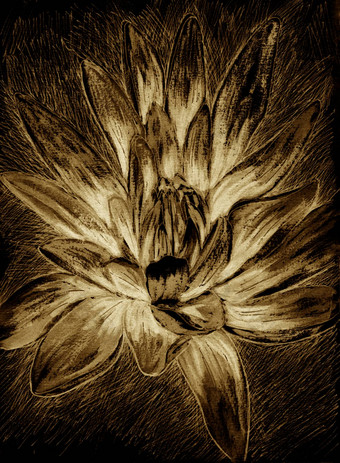异国情调的花画手绘插图魔法莲花深奥的概念黑暗背景棕色（的）乌贼米色颜色