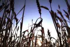 黄金小麦场景观