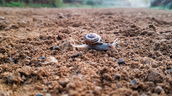 brown-lipped蜗牛爬行桑迪路径