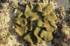 宏图像皮革羊肚菌珊瑚可见水表面低潮lokbok印尼充满活力的革质波暴露软珊瑚珊瑚博米大陆