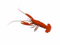 红色的龙虾甲壳纲动物