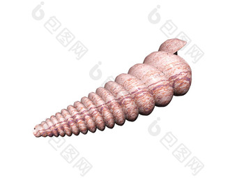 绕组细长的石头蜗牛贝壳