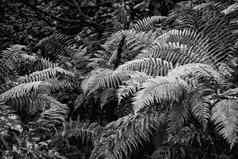 黑色的白色林地场景欧洲蕨蕨类植物