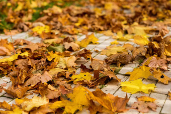 秋天下降叶子铺路径公园