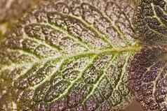 细节刺荨麻植物