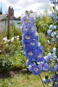 光蓝色的飞燕草花农村花花园