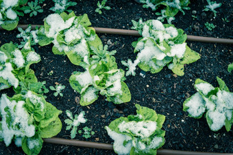 生菜植物雪覆盖提高了床上花园达拉斯德州美国