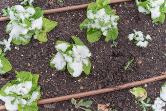 生菜植物雪覆盖提高了床上花园达拉斯德州美国