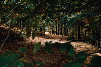 色彩斑斓的拍摄路径森林秋天很多叶子地板上复制空间